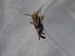 Delphax crassicornis