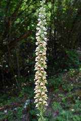 Digitalis ferruginea