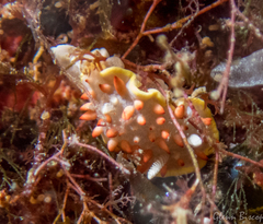 Diaphorodoris papillata