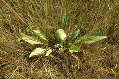 Plantago