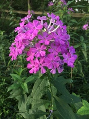 Phlox glaberrima