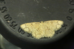 Stegania cararia