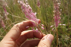 Allium praescissum
