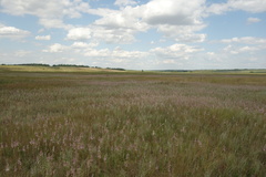 Allium praescissum