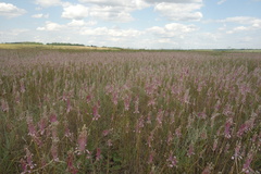Allium praescissum
