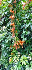 Pyrostegia
