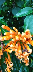 Pyrostegia