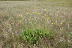 Centaurea chartolepis