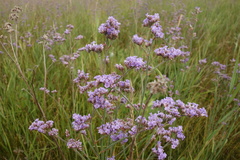 Limonium tomentellum