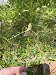 Cyperus sesquiflorus