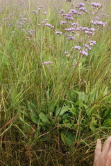 Limonium tomentellum