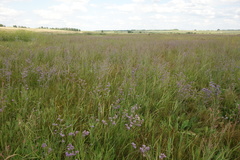 Limonium tomentellum