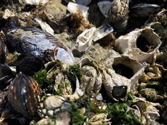 Semibalanus cariosus