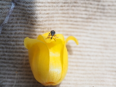 Nanophyinae