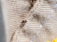 Nanophyinae