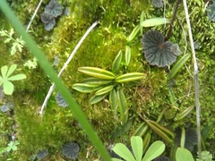 Pinguicula parvifolia