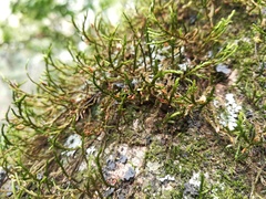 Forsstroemia producta