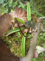 Pinguicula parvifolia