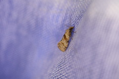 Cochylidia heydeniana