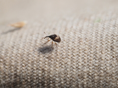 Nanophyinae