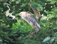Egretta caerulea × thula