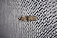 Trachonitis cristella