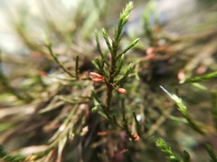 Forsstroemia producta