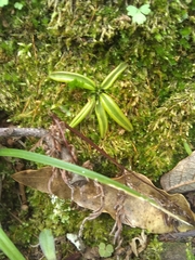 Pinguicula parvifolia