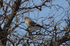 Spiziapteryx circumcincta