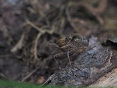 Delphax crassicornis