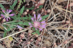 Centaurea pullata