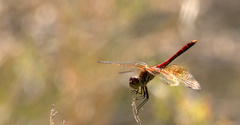 Sympetrum semicinctum