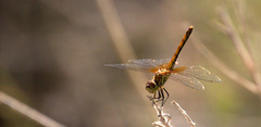 Sympetrum semicinctum