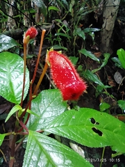 Kohleria inaequalis