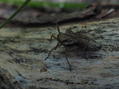 Delphax crassicornis