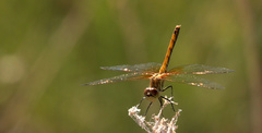 Sympetrum semicinctum