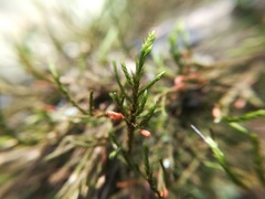 Forsstroemia producta