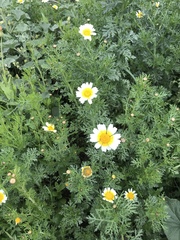 Glebionis coronaria discolor
