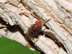 Copestylum chalybescens