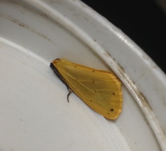Setina irrorella