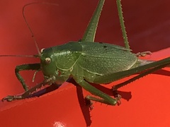 Cyrtophyllicus chlorum