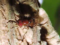 Copestylum chalybescens