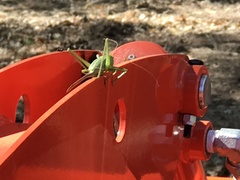 Cyrtophyllicus chlorum