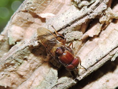 Copestylum chalybescens