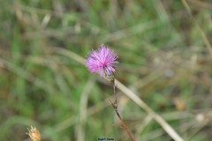 Mantisalca salmantica