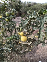 Solanum linnaeanum