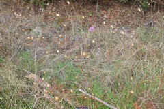 Mantisalca salmantica