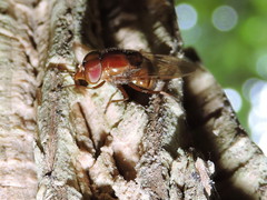 Copestylum chalybescens