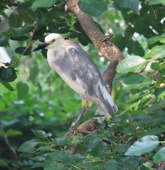 Egretta caerulea × thula