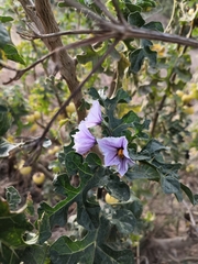 Solanum linnaeanum
